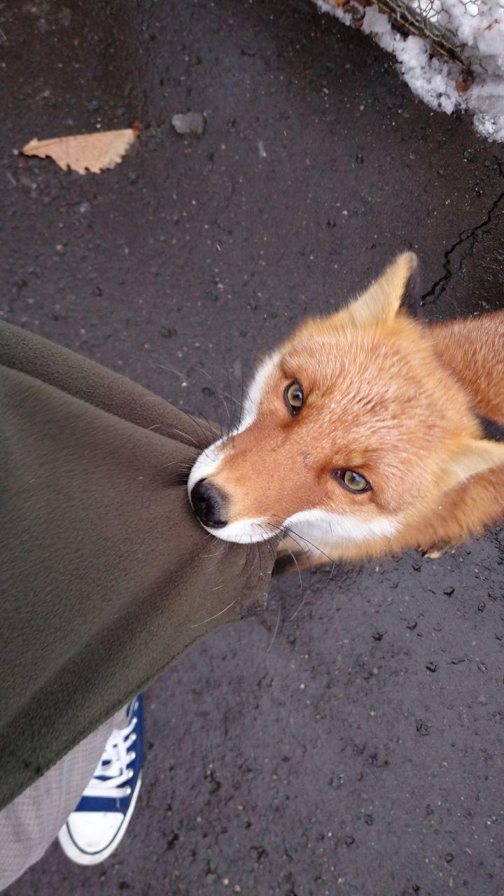 First-person view of a person whose coat is getting pulled by a red fox.