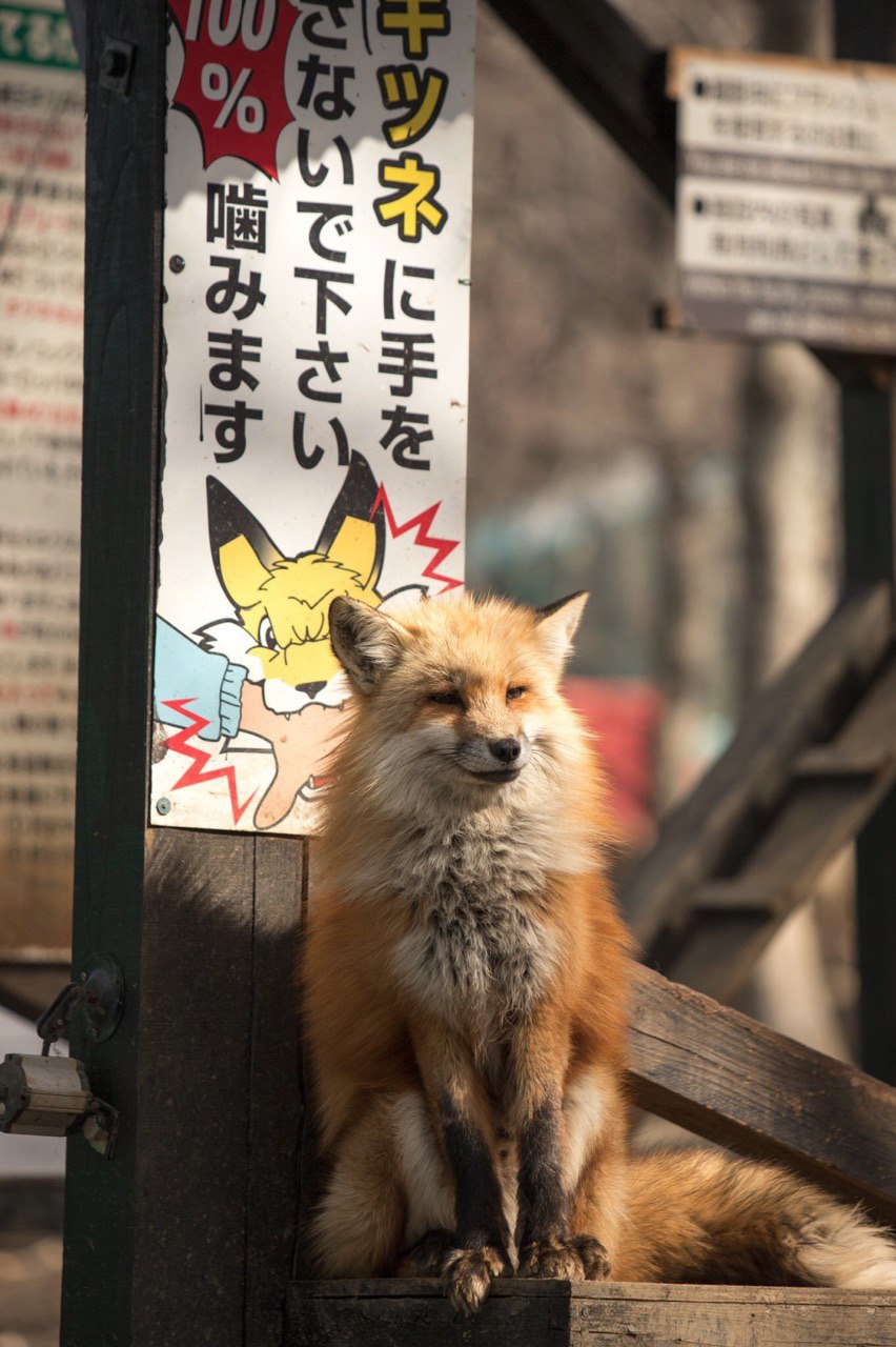 A fluffy red fox sitting in front of a Japanese sign. The image under the text suggests it's a warning about the possibility of foxes biting you.