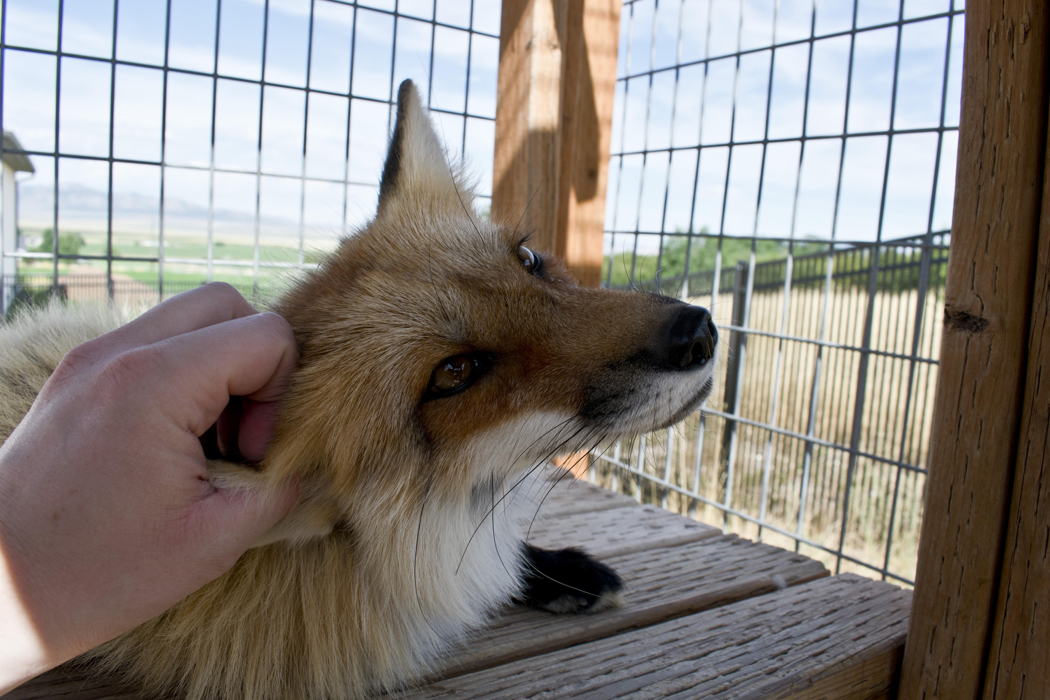 A red fox getting scritched behind its ear.