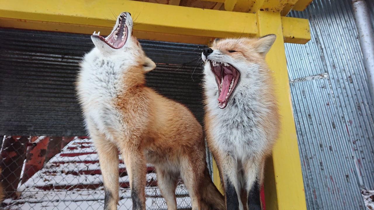 Two red foxes yawning, but it looks like enthusiastic screaming